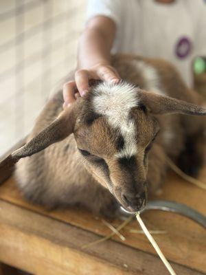 Green Meadows Petting Farm