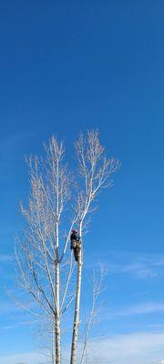 Precision Lawn and Timber