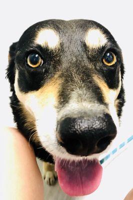 Bulverde Area Humane Society