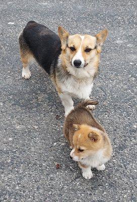 Cheboygan County Humane Society