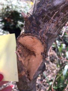 Oak Hill Wood Service