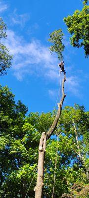 Green Acres Tree and Landscaping Service