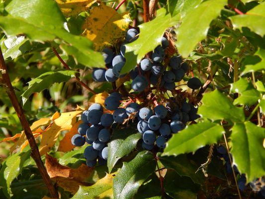 Wild berries that are blue.