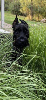 Pet Veterinary Clinic, PC