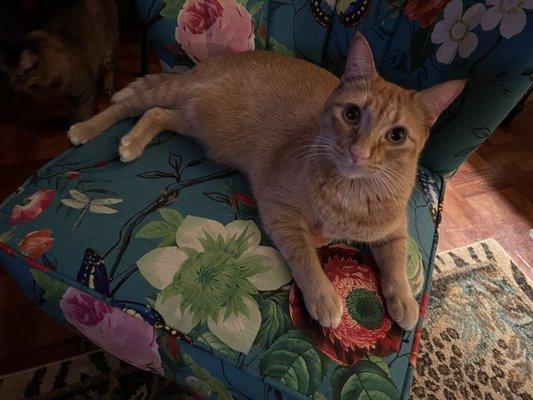 Schulzie Animal Lover