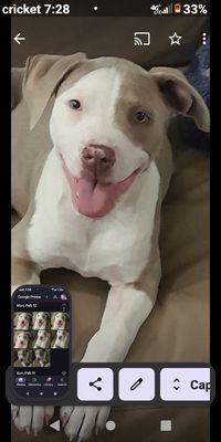 She was stolen for me when we were on the trails of oxbow. My pretty baby girls name is Envie... please be honest and if found give her back