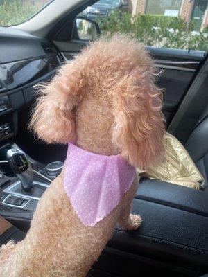 Sharp and even pawfect poodle