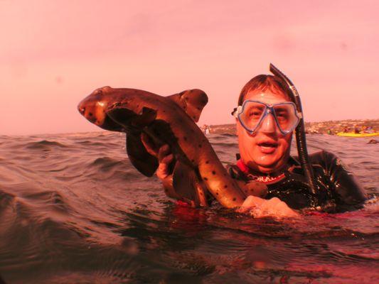 Baby Horn Shark - La Jolla Ca