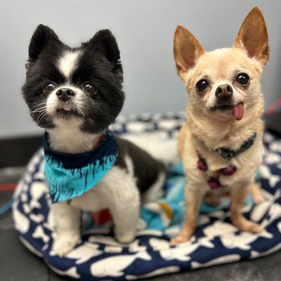 Biddeford Animal Hospital