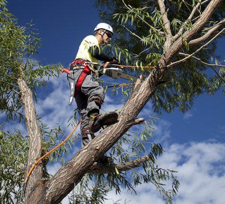 Tree Removal Service Birmingham