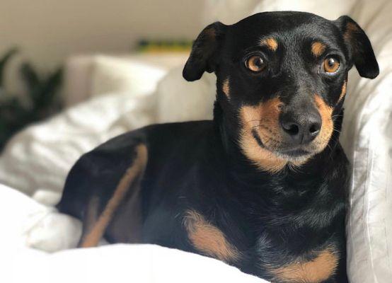 Step with Steph Pet Care