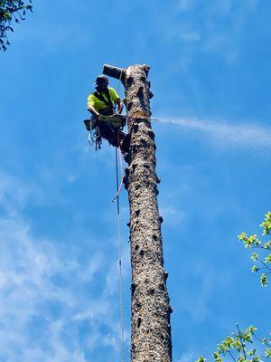 Full Circle Tree Pro