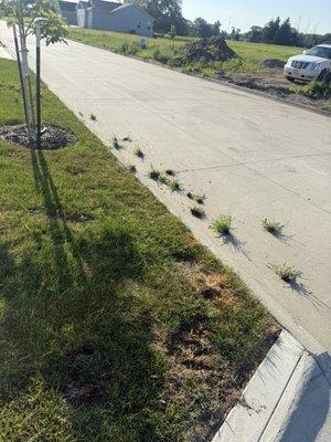 This is all the crabgrass i removed after 4 weeks they come spay on august 1 until now