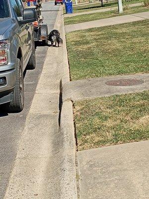 Lawn King