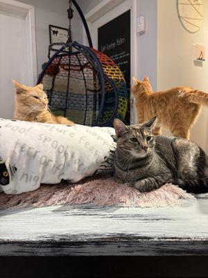 Cattfeinated Cat Cafe