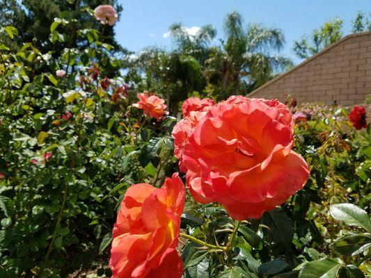 Camarillo Spring Garden Tour