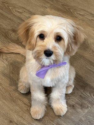 Barker N Bubbles Grooming spa