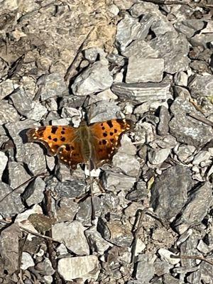 Tall Sycamore Campground