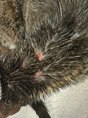 Horrible sores around my cats neck back and feet.