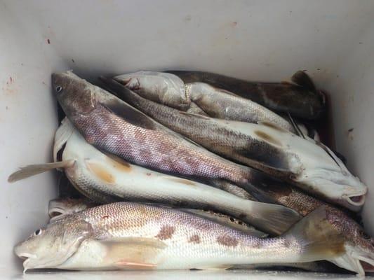 All these trout in two hours