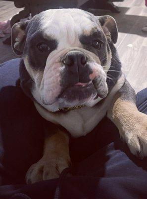 Giggles Dog Grooming