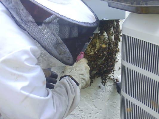 Alltek Bee Removal LLC