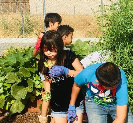 Gardening this summer