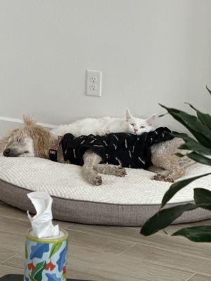 Livewell Animal Hospital of Cypress