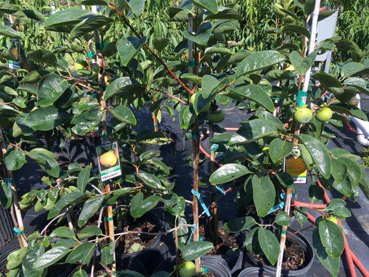 Bronson Heights Family Nursery, Inc