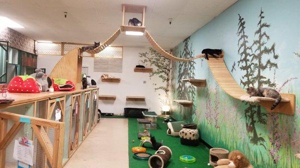 Purrfect Purr Cat Hotel