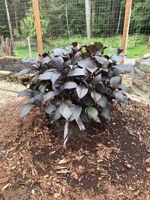 $67 plant /3g from local nursery. Double size and healthier from local nursery.