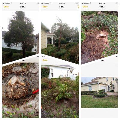 COMPLETE TREE REMOVAL!!