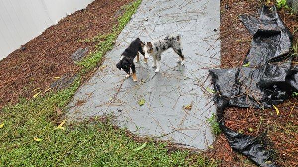 Pawfect Carenine Animal Services