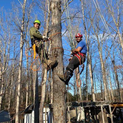 Gamez Sorto Tree Service