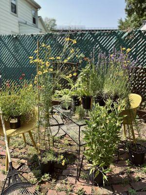 The selection and variety of plants