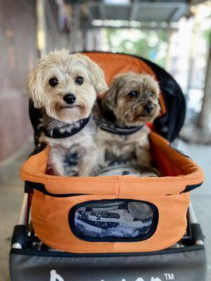 Bond Vet - Cobble Hill