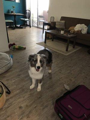 Another front view at home. His feet feathers are properly trimmed and he's very excited to be clean!
