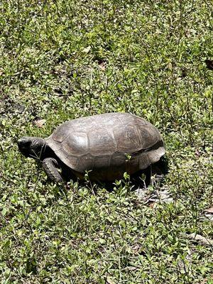 Gopher Tortoise