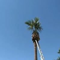 Christopher's Palms And Irrigation