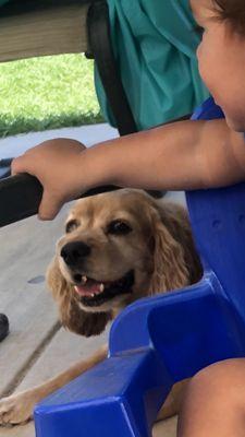 Tulare County Animal Shelter