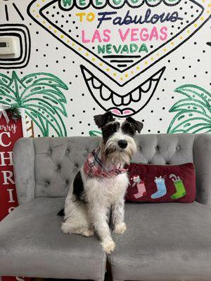 Purebred Miniature Schnauzer puppy for sale