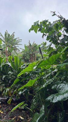 Aloha Animal Sanctuary