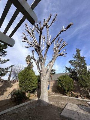 Jimenez Landscaping & Tree Services