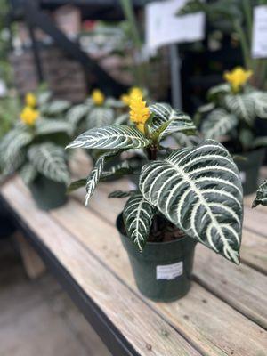 Homewood Nursery & Garden Center