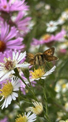 Van Buskirk Island County Park