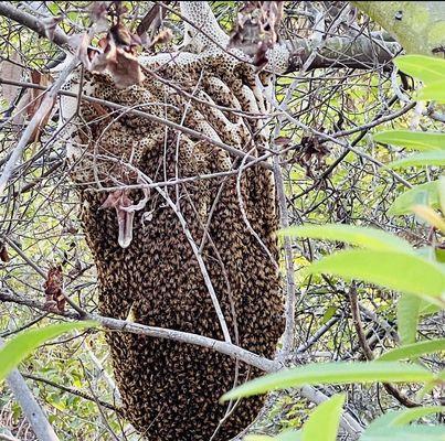 After the first big rain, how they made it through some are missing at the top. see video