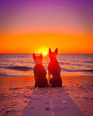 Cape San Blas, Florida (Panhandle) is regularly ranked the best pet friendly beach in the US!