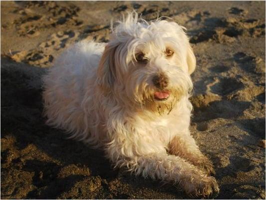 Pawtastic Pet Grooming