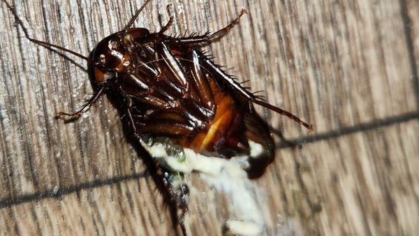 Colony House Apartments