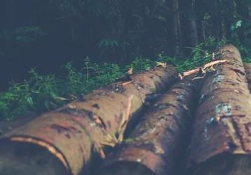 Best tree removal service near me